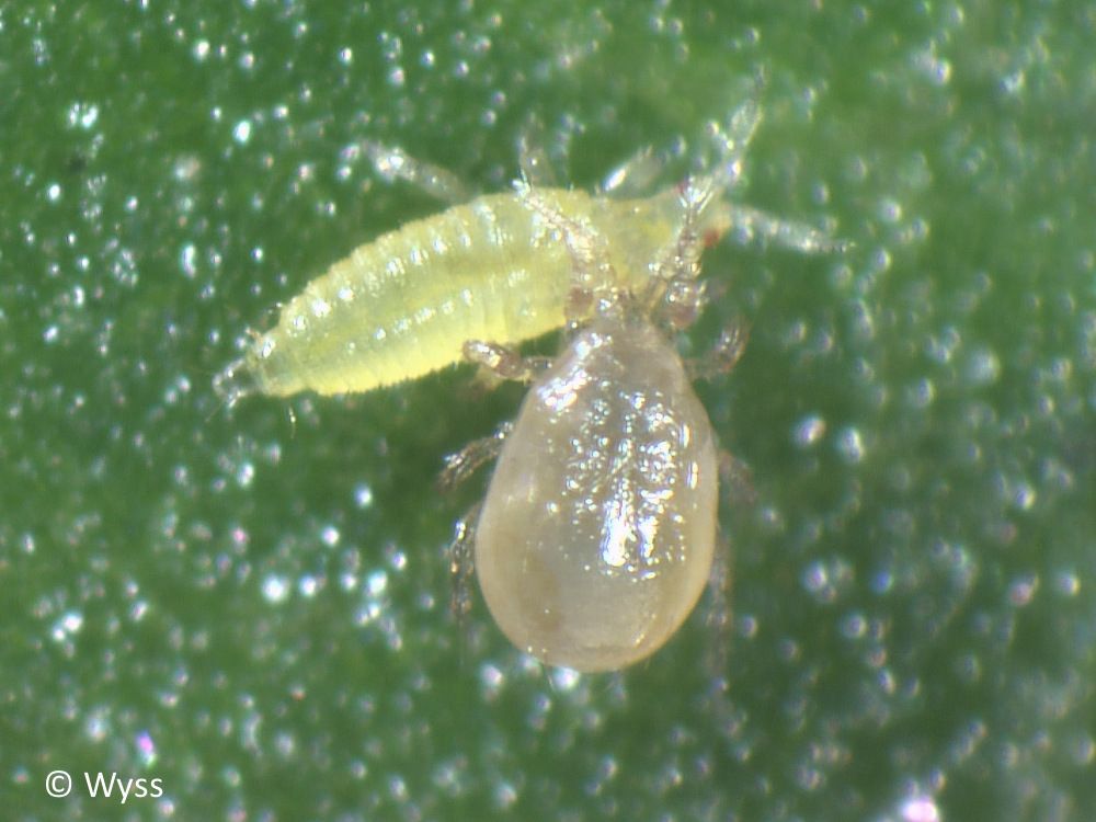 Cucumeris – Amblyseius cucumeris