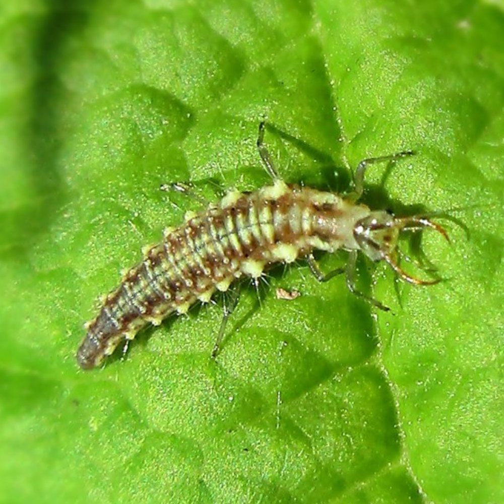 Florfliege – Chrysoperla carnea