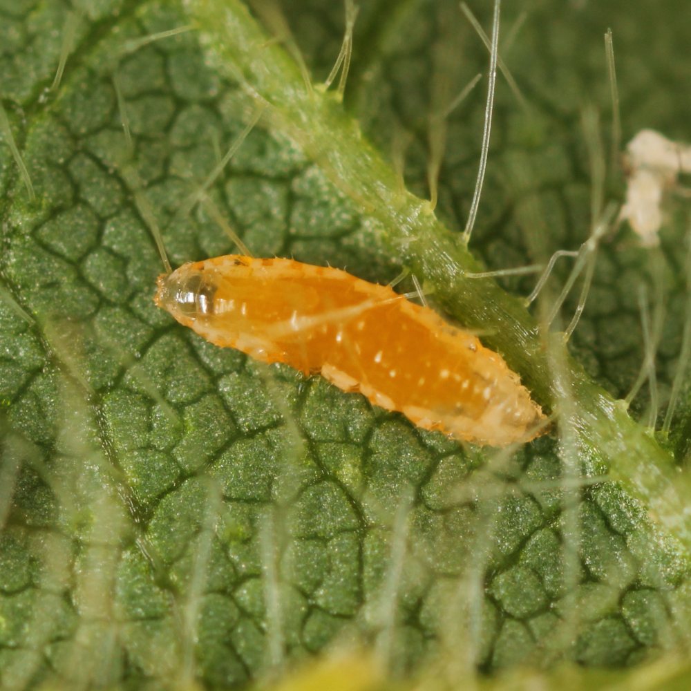 Gallmücke – Aphidoletes aphidimyza