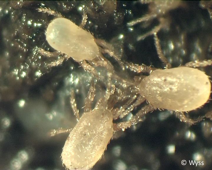 Hypoaspis – Hypoaspis miles