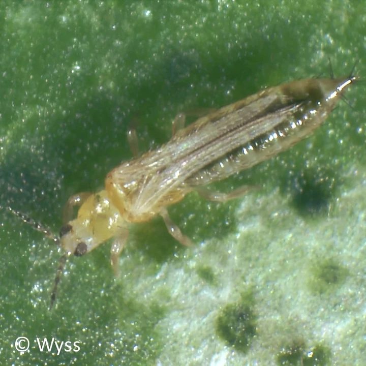 Thrips in Nahaufnahme