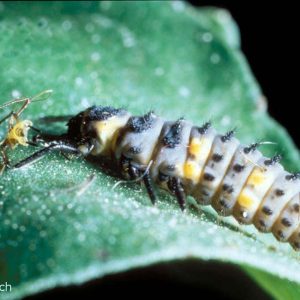 Marienk&auml;ferlarve Coccinella septempunctata
