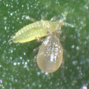 Amblyseius cucumeris