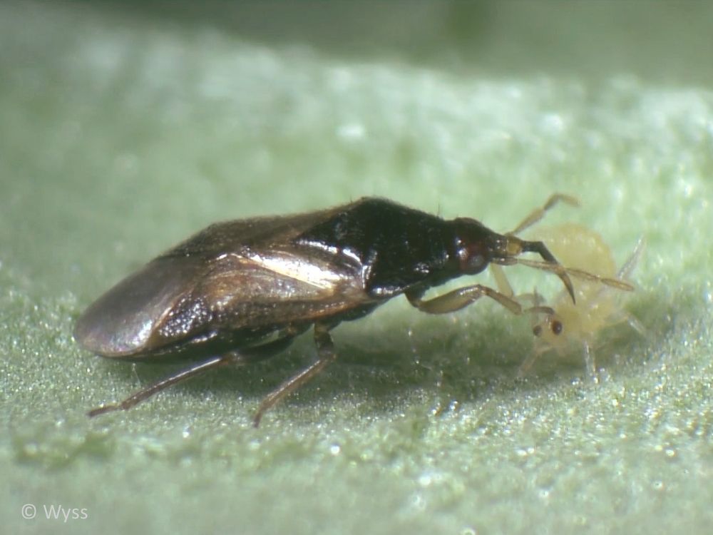 Orius laevigatus