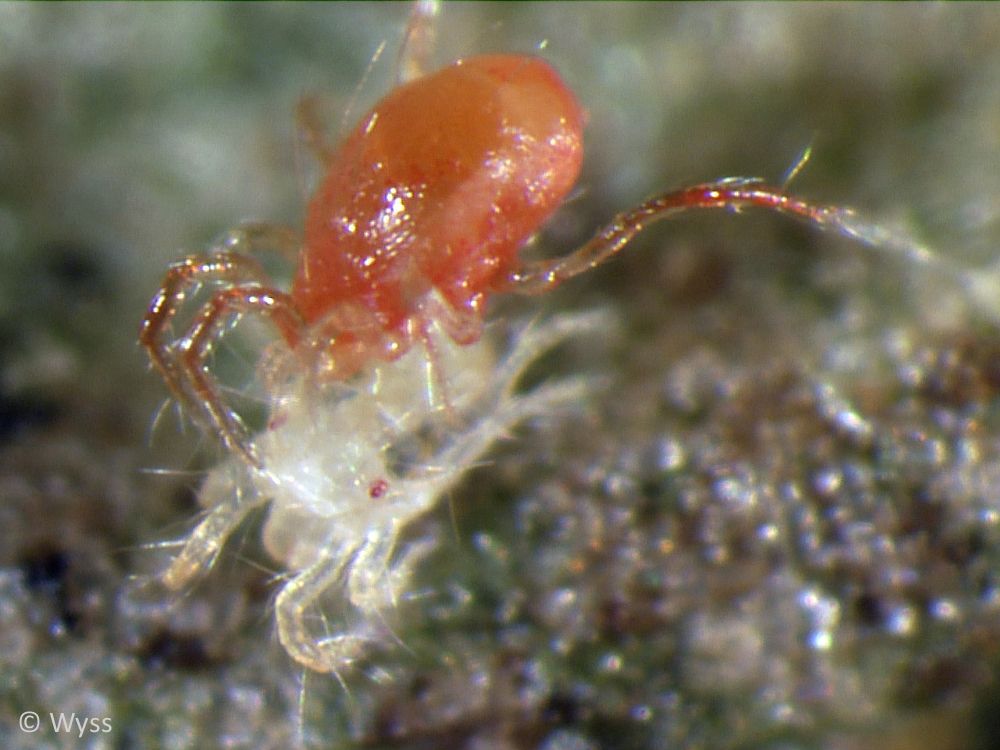 Raubmilben-Mix – Phytoseiulus persimilis